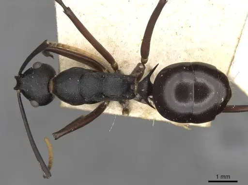 Polyrhachis ulysses - CASENT0910791