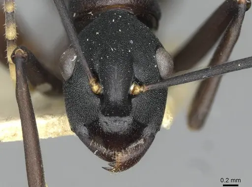 Polyrhachis ulysses - CASENT0910791