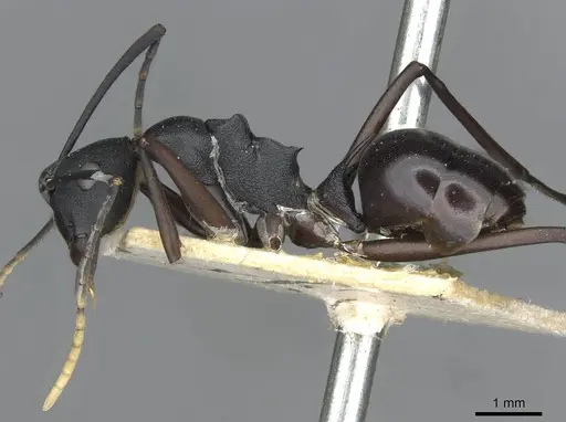 Polyrhachis ulysses - CASENT0910791