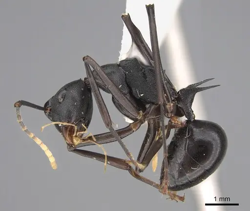 Polyrhachis ulysses - CASENT0923505