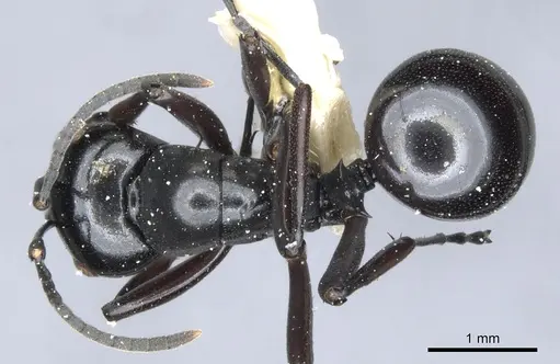Polyrhachis undulata specimen