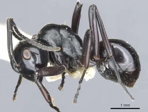 Polyrhachis undulata specimen