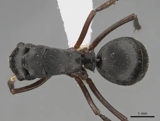 Polyrhachis unicornis specimen