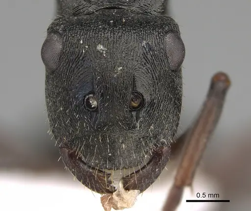 Polyrhachis unicornis specimen