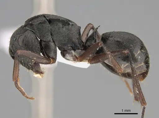 Polyrhachis unicornis specimen