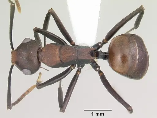Polyrhachis unicuspis specimen