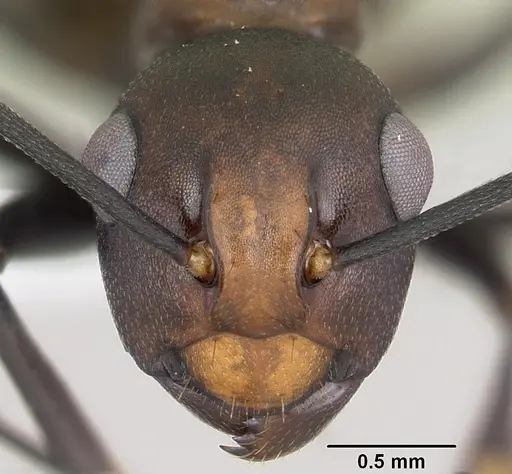 Polyrhachis unicuspis specimen