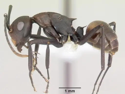 Polyrhachis unicuspis specimen