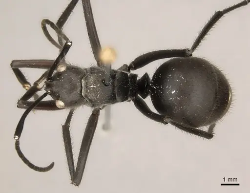 Polyrhachis vanachterbergi specimen