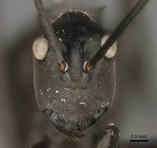 Polyrhachis vanachterbergi specimen