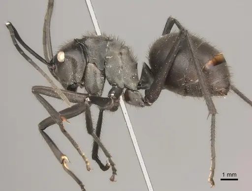 Polyrhachis vanachterbergi specimen