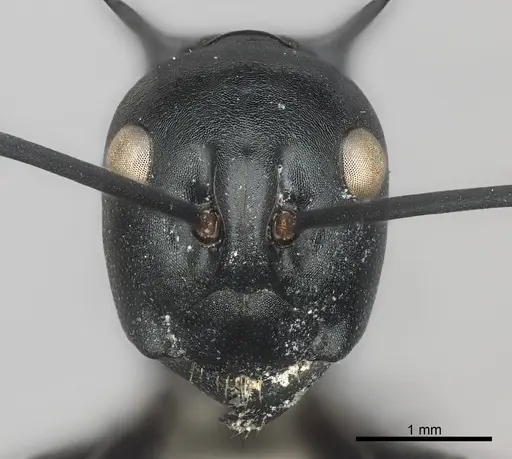 Polyrhachis venus specimen