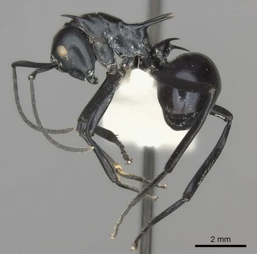 Polyrhachis venus specimen
