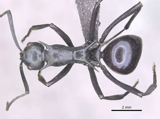 Polyrhachis venus - CASENT0910877