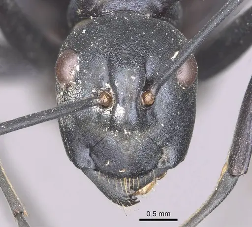 Polyrhachis venus - CASENT0910877