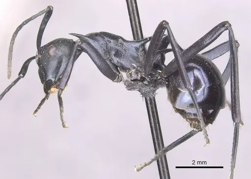 Polyrhachis venus - CASENT0910877