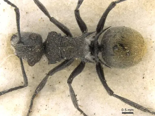 Polyrhachis vermiculosa specimen