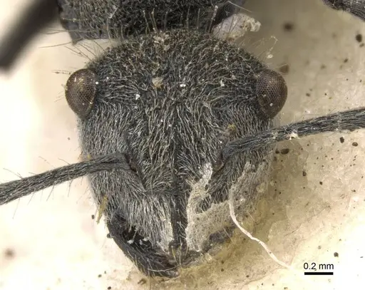 Polyrhachis vermiculosa specimen