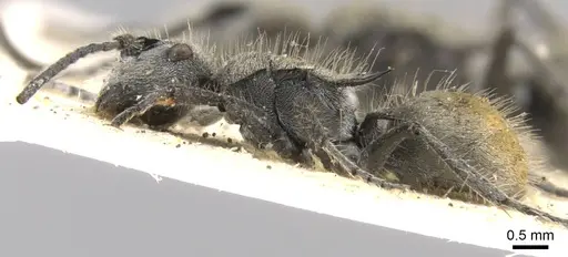 Polyrhachis vermiculosa specimen