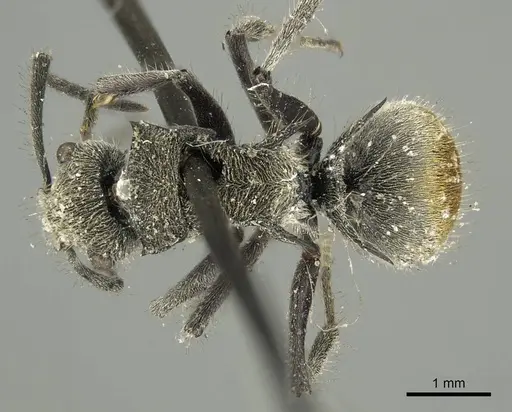 Polyrhachis vermiculosa - CASENT0915623