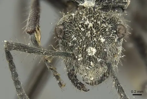 Polyrhachis vermiculosa - CASENT0915623