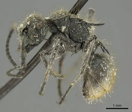 Polyrhachis vermiculosa - CASENT0915623