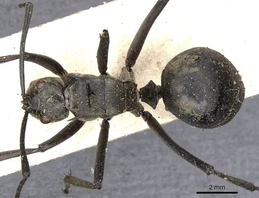 Polyrhachis vestita specimen