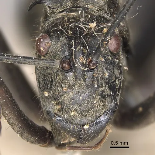 Polyrhachis vestita specimen