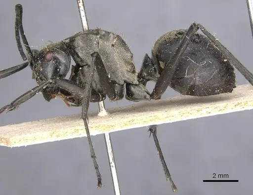 Polyrhachis vestita specimen