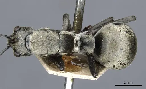 Polyrhachis vestita - CASENT0905615