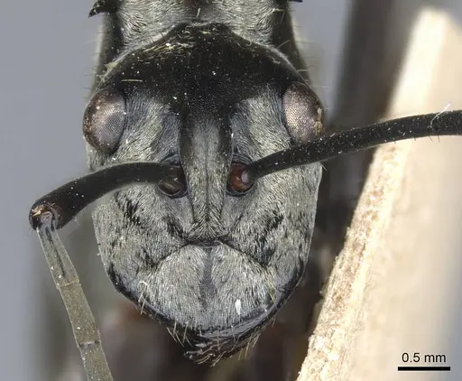 Polyrhachis vestita - CASENT0905615