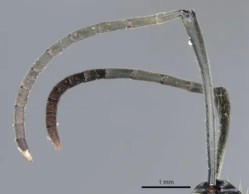 Polyrhachis vestita - CASENT0905615