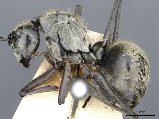Polyrhachis vestita - CASENT0905615