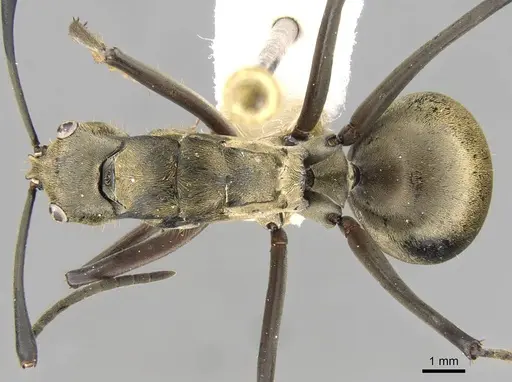 Polyrhachis vestita - CASENT0906805