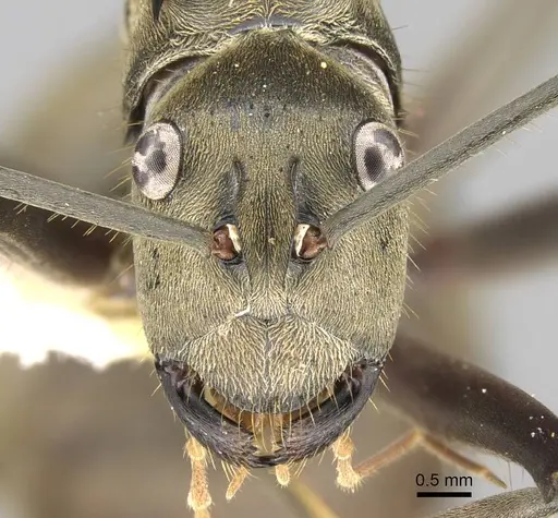 Polyrhachis vestita - CASENT0906805