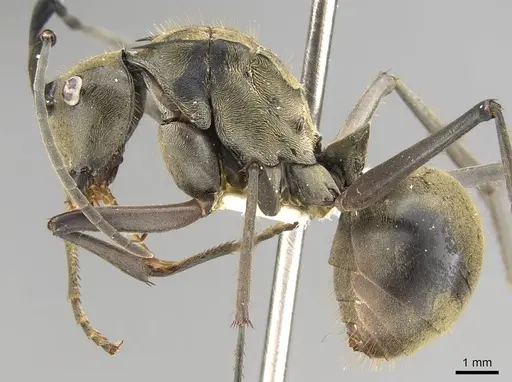 Polyrhachis vestita - CASENT0906805