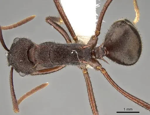 Polyrhachis viehmeyeri specimen