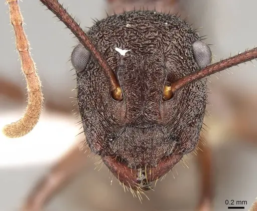 Polyrhachis viehmeyeri specimen