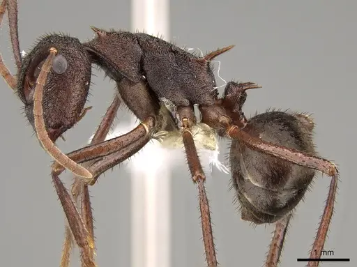 Polyrhachis viehmeyeri specimen