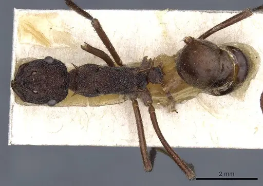 Polyrhachis viehmeyeri - CASENT0905597