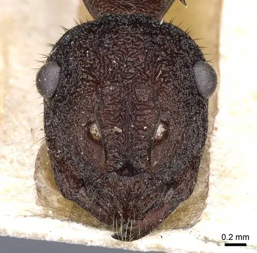 Polyrhachis viehmeyeri - CASENT0905597