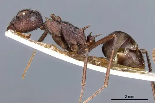 Polyrhachis viehmeyeri - CASENT0905597