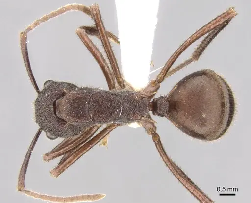 Polyrhachis viehmeyeri - CASENT0906757