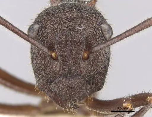 Polyrhachis viehmeyeri - CASENT0906757