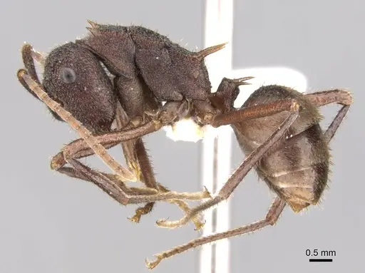 Polyrhachis viehmeyeri - CASENT0906757
