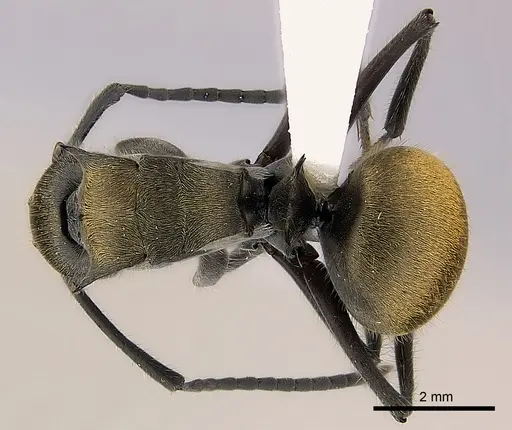 Polyrhachis vigilans specimen
