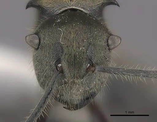 Polyrhachis vigilans specimen