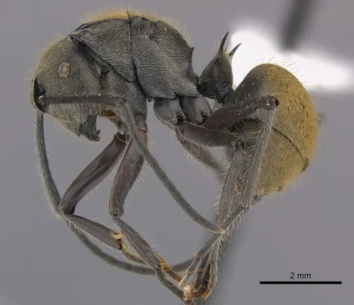 Polyrhachis vigilans specimen