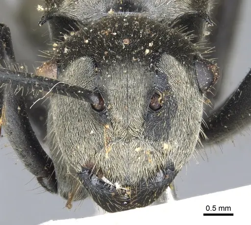 Polyrhachis vigilans - CASENT0903433