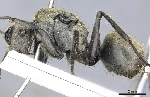 Polyrhachis vigilans - CASENT0903433